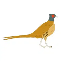 Lady Pearl | Pheasant Breeds Names