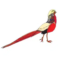 Lady Sophia | Pheasant Breeds Names