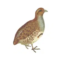 Lady Victoria | Pheasant Breeds Names