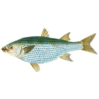 Lahontan | Trout Breeds Names