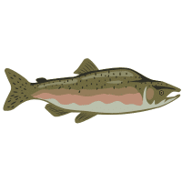 Lake | Trout Breeds Names