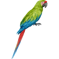 Lear’s | Macaw Breeds Names