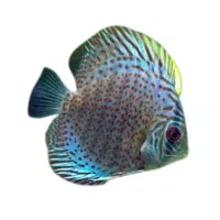 Leopard | Discus Breeds Names 
