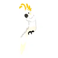 Lesser Sulphur