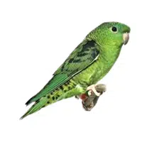 Lineolated | Parrot Breeds Names