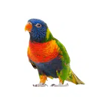 Lorikeet | Parrot Breeds Names