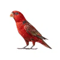 Lory | Parrot Breeds Names
