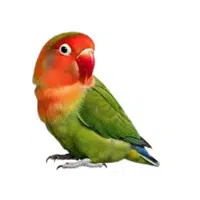 Lovebird | Parrot Breeds Names