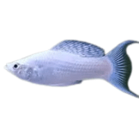 Lyretail | Molly Breeds Names