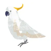 Major Mitchell | Cockatoo Breeds Names