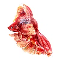 Marble | Betta Breeds Names