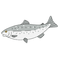 MarbleBrown | Trout Breeds Names