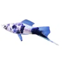 Marbled | Swordtail Breeds Names