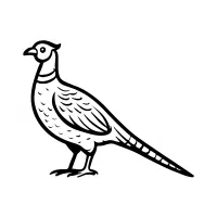 Mariana | Pheasant Breeds Names