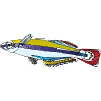 Marigold | Platy Breeds Names