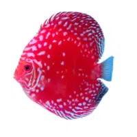 Marlboro | Discus Breeds Names 