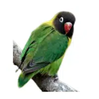 Masked | Parrot Breeds Names