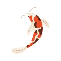 Matsuba | Koi Breeds Names