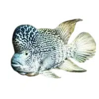 Mbu | Cichlid Breeds Names