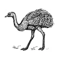 Medium | Emu Breeds Names