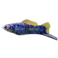 Metallic | Swordtail Breeds Names