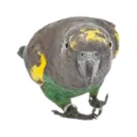 Meyer | Parrot Breeds Names