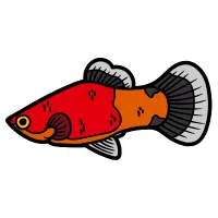 Mickey | Platy Breeds Names