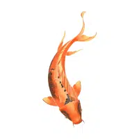 Midori | Koi Breeds Names
