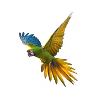 Military | Parrot Breeds Names
