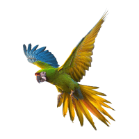 Military | Macaw Breeds Names