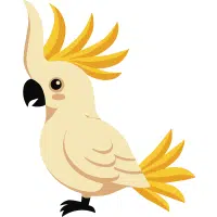Moluccan | Cockatoo Breeds Names