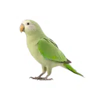 Monk | Parrot Breeds Names