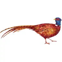 Mountain | Pheasant Breeds Names