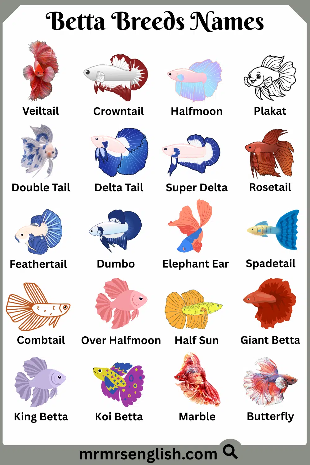 Names of Betta Breeds in English with Pictures
