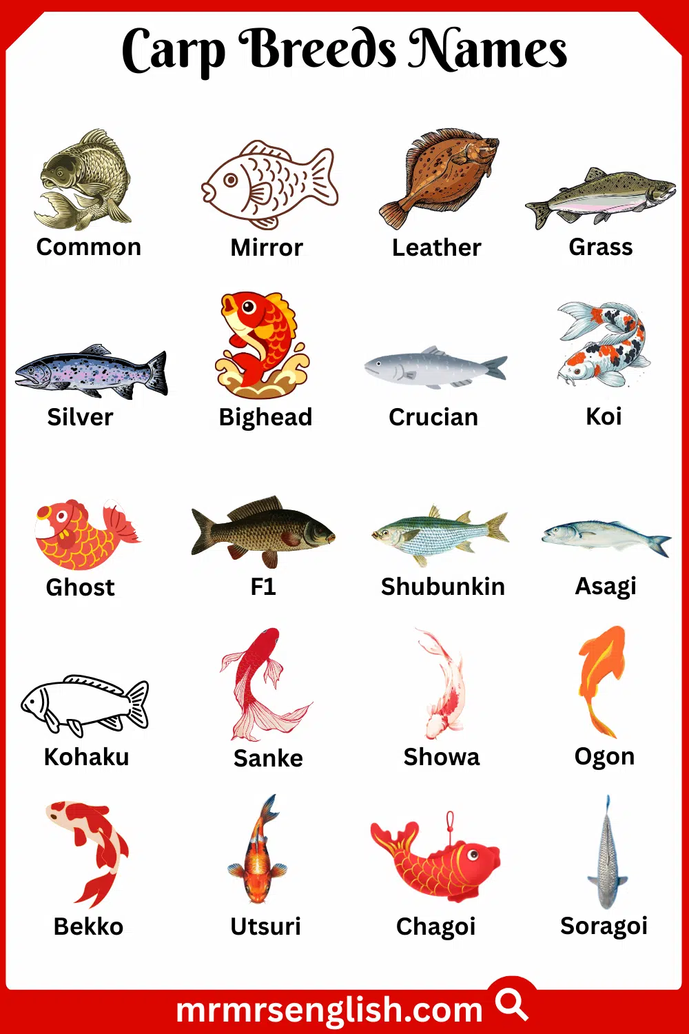 Names of Carp Breeds in English with Pictures