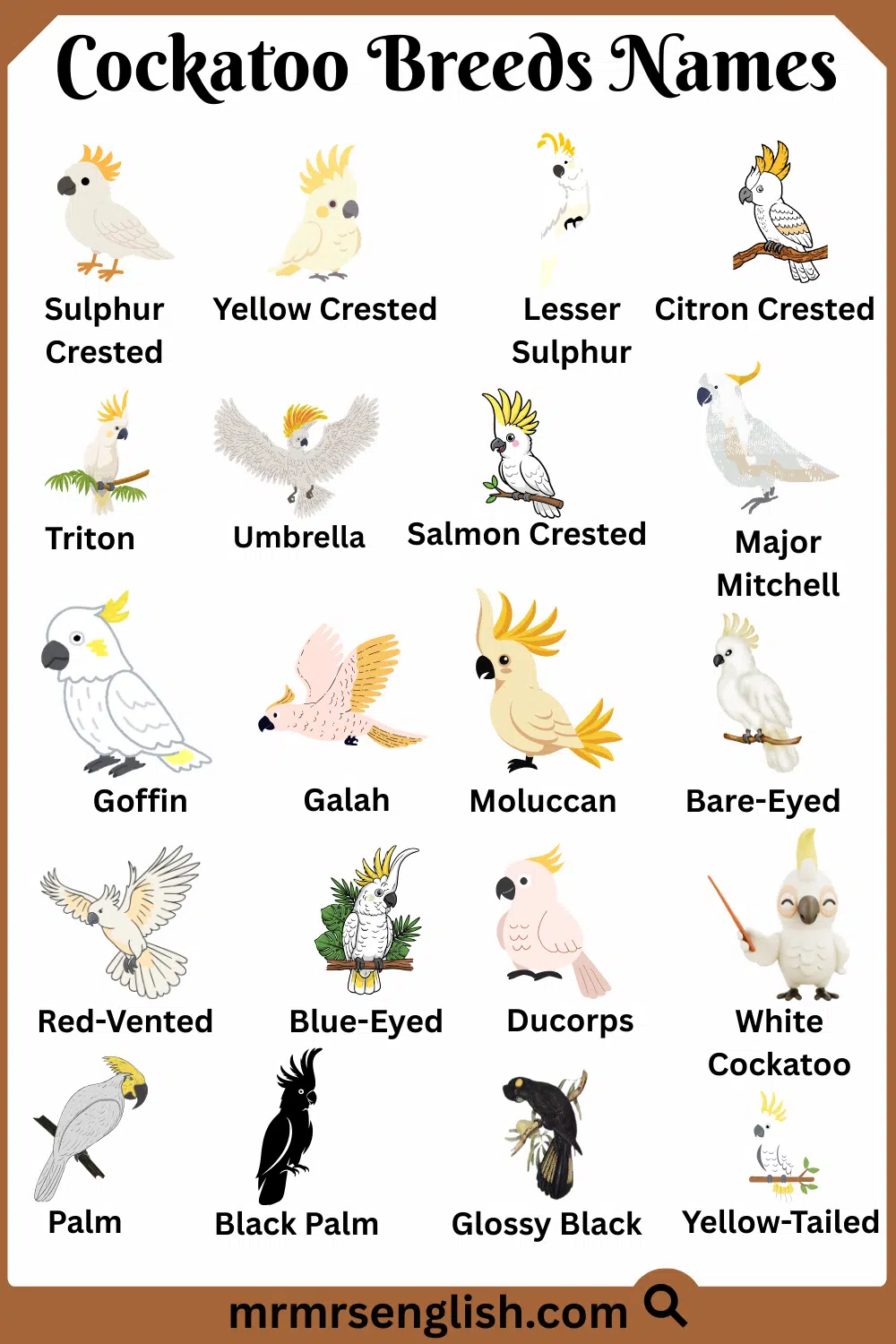 Names of Cockatoo Breeds in English with Pictures