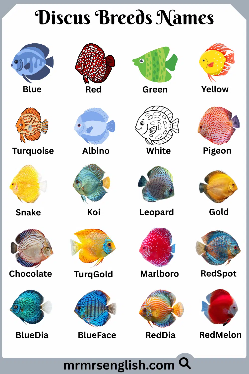 Names of Discus Breeds in English with Pictures