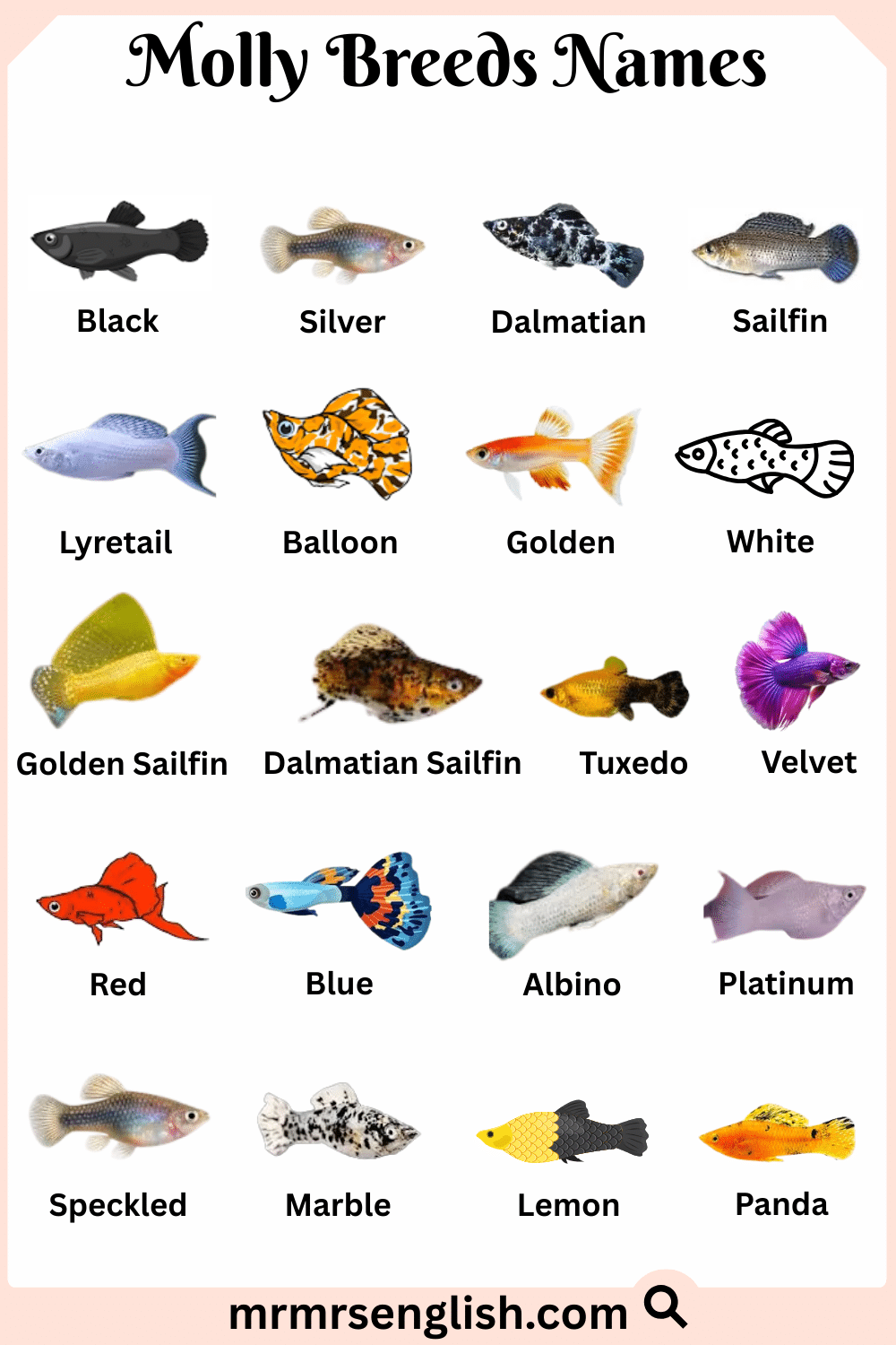 Names of Molly Breeds in English with Pictures