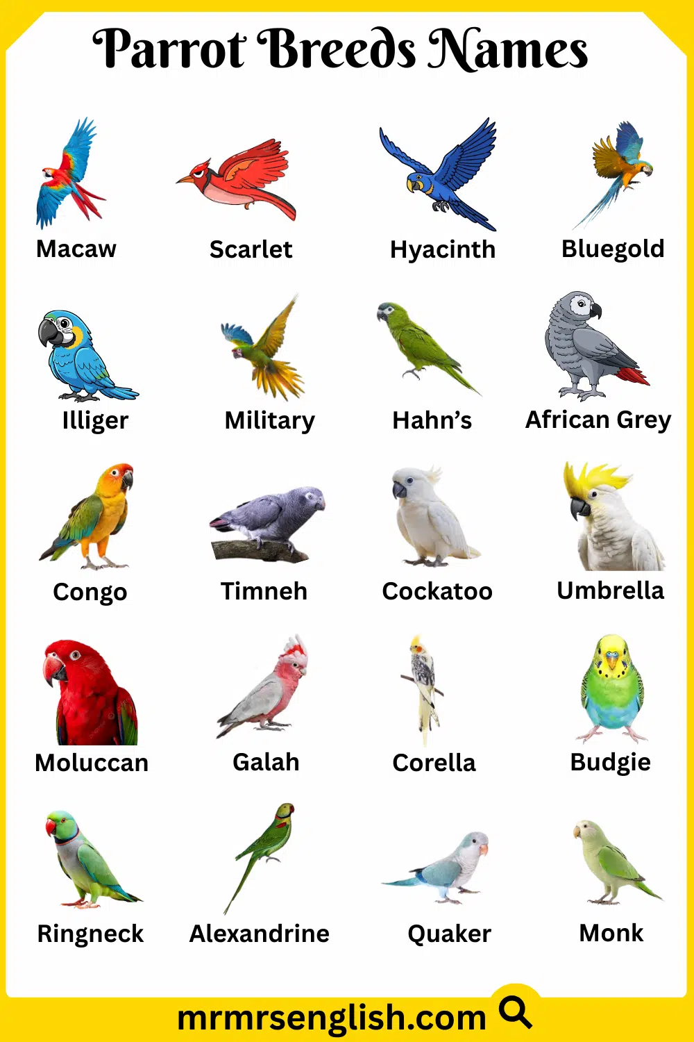 Names of Parrot Breeds in English with Pictures