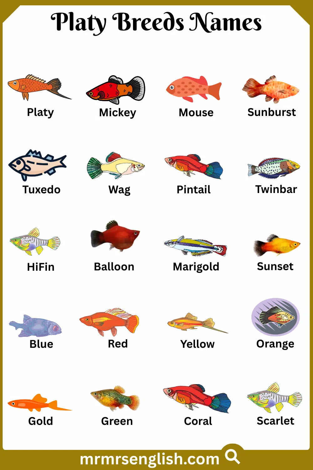 Names of Platy Breeds in English with Pictures