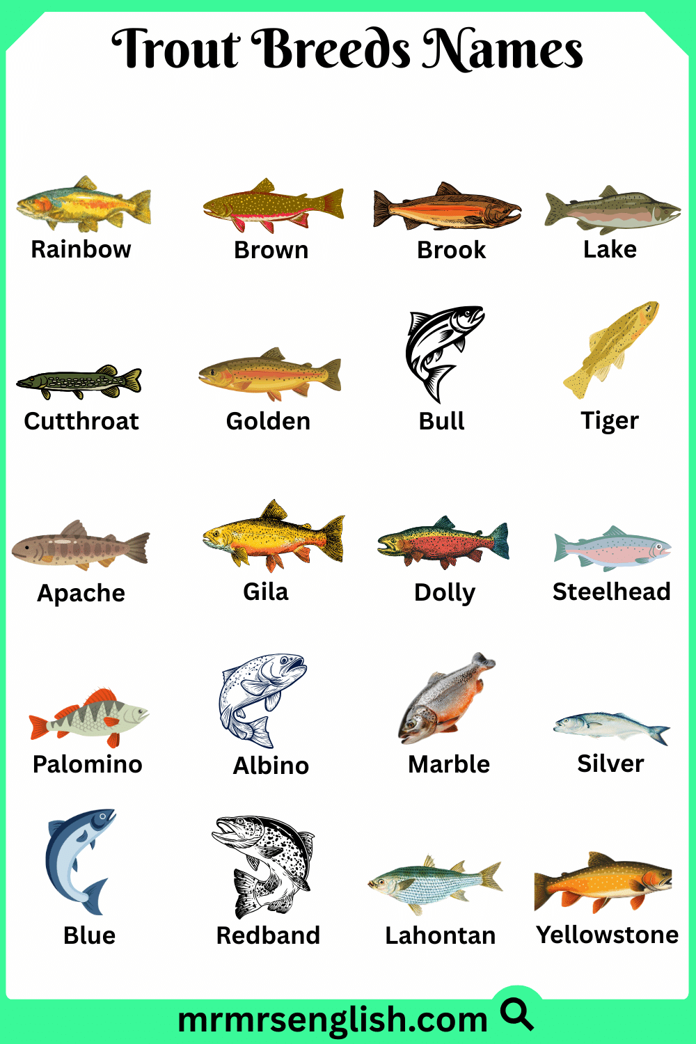 Names of Trout Breeds in English with Pictures
