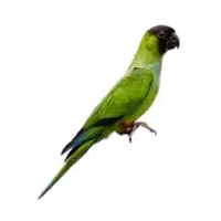 Nanday | Parrot Breeds Names