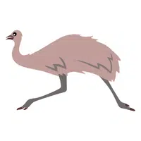 Native | Emu Breeds Names