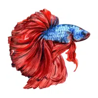 Nemo