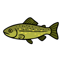 Ohrid | Trout Breeds Names