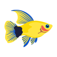 Orange | Molly Breeds Names