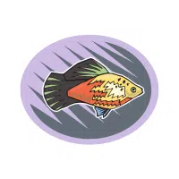 Orange | Platy Breeds Names