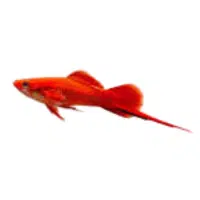 Orange | Swordtail Breeds Names