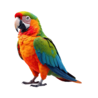 Orange-Winged Hybrid | Macaw Breeds Names