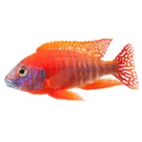 Oscar | Cichlid Breeds Names